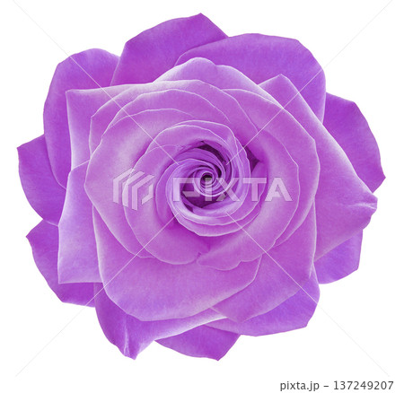 Purple   rose flower  on a white   isolated background with clipping path. Closeup. For design. Nature. 137249207