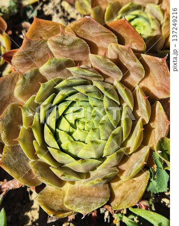 sempervivum tectorum. stone rose. hare cabbage. natural succulent pattern sempervivum tectorum. stone rose. hare cabbage. natural succulent pattern 137249216