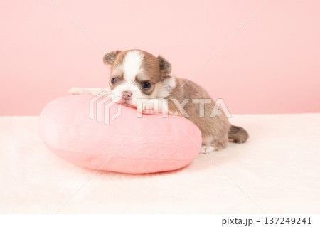 ピンクバックとチワワの仔犬 ピンクバックとチワワの仔犬 137249241
