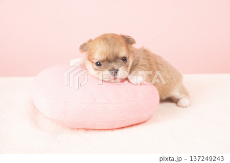 ピンクバックとチワワの仔犬 ピンクバックとチワワの仔犬 137249243