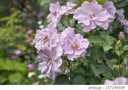 薄紫色の薔薇　紫の園 137249309