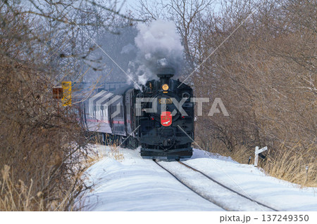 SL冬の湿原号 C11 171 雪の釧路湿原を走る蒸気機関車 137249350