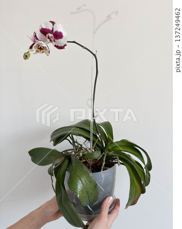 A woman's hands hold a pot with a blooming orchid against a light background 137249462