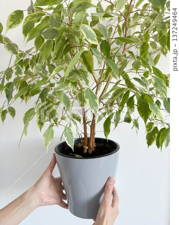 Woman's hands holding a gray pot with ficus benjamina on a white background Woman's hands holding a gray pot with ficus benjamina on a white background 137249464
