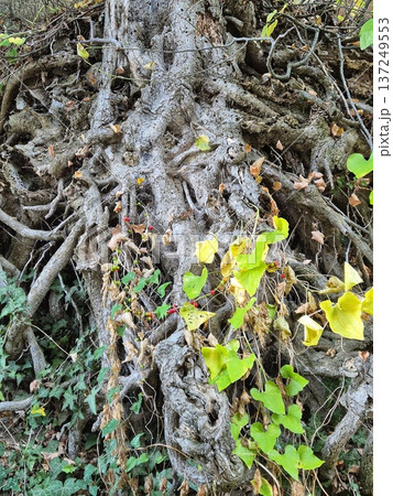 An image containing tangled roots of an old tree, entangled with green ivy, against a background of soil and forest undergrowth 137249553