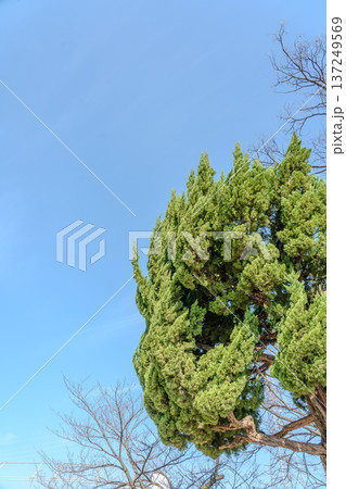 青空に映える木 137249569