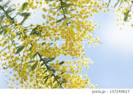 ミモザの花が青空を囲む春のコピースペース背景 ミモザの花が青空を囲む春のコピースペース背景 137249627