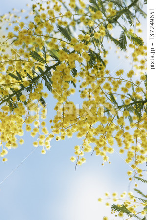 青空に咲くミモザの花と広がる春のコピースペース 青空に咲くミモザの花と広がる春のコピースペース 137249651