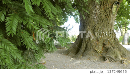 Large tree with rough bark stands next to green leaves in a park on a sunny day 137249656