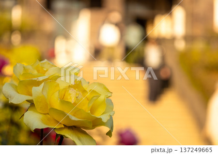仲の良い姉妹のような黄色い秋薔薇 仲の良い姉妹のような黄色い秋薔薇 137249665
