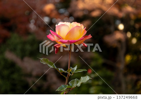 秋の庭園に咲く一輪の可憐な薔薇 秋の庭園に咲く一輪の可憐な薔薇 137249668