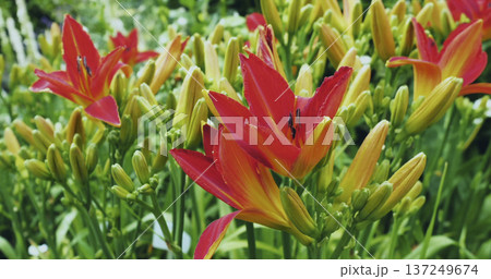 Brightly colored flowers bloom in a garden during springtime near a residential area with green grass and trees Brightly colored flowers bloom in a garden during springtime near a residential area with green grass and trees 137249674