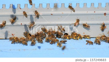 Bees gather and fly around their hive on a sunny day in a backyard garden during late spring 137249683