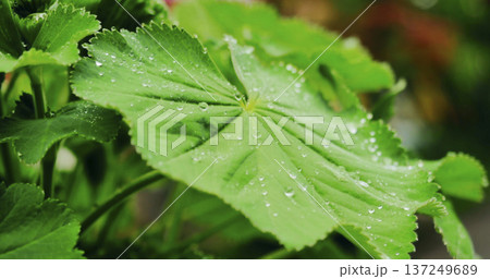 Drops of water rest on a large green leaf in a garden after rain during the morning sunshine 137249689