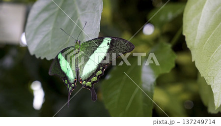 Colorful butterfly resting on green leaves in a tropical garden during daylight Colorful butterfly resting on green leaves in a tropical garden during daylight 137249714