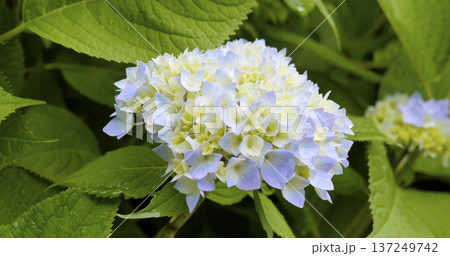 Hydrangea blooms grow in a garden during mid-spring season in a green outdoor space under natural sunlight Hydrangea blooms grow in a garden during mid-spring season in a green outdoor space under natural sunlight 137249742