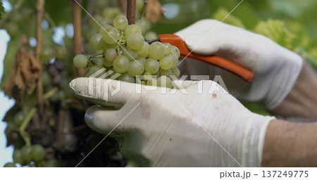 Workers harvest grapes in a vineyard during the fall season while preparing for wine production 137249775