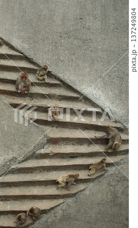 待ち受けスマホ画像ニホンザル 137249804