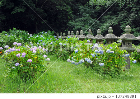 松江の月照寺 松江の月照寺 137249891