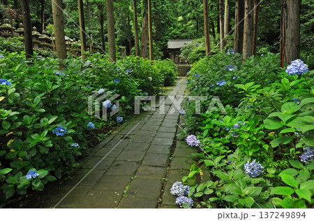 松江の月照寺 松江の月照寺 137249894