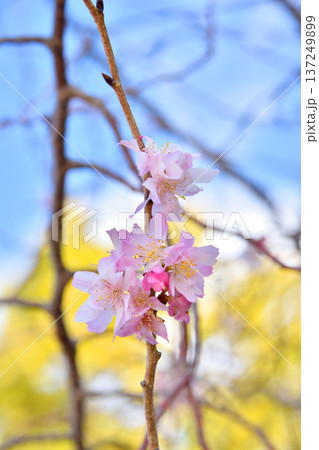 大阪城の十月桜 大阪城の十月桜 137249899