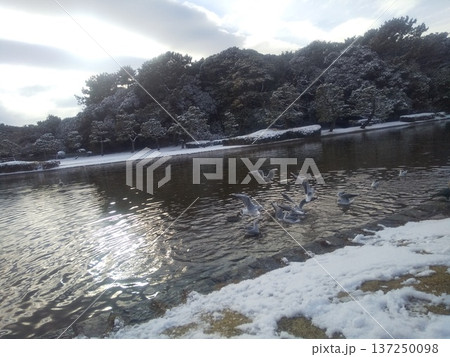 稲毛海浜公園の雪景色 137250098