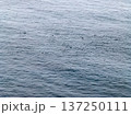 Aerial view of common dolphins feeding above huge dragnet in Donegal Bay, Ireland 137250111