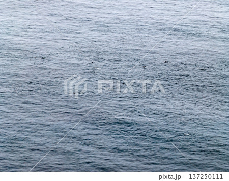 Aerial view of common dolphins feeding above huge dragnet in Donegal Bay, Ireland 137250111