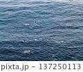 Aerial view of common dolphins feeding above huge dragnet in Donegal Bay, Ireland 137250113