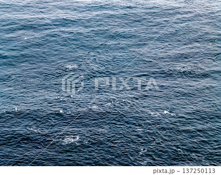 Aerial view of common dolphins feeding above huge dragnet in Donegal Bay, Ireland 137250113