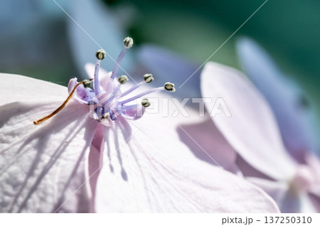 紫陽花の花 137250310