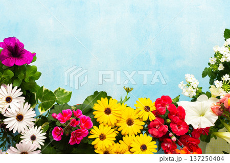 Colorful spring flowers fill a charming balcony, creating a lively atmosphere. The mix of petals and greenery enhances the outdoor space, perfect for enjoying the season Colorful spring flowers fill a charming balcony, creating a lively atmosphere. The mix of petals and greenery enhances the outdoor space, perfect for enjoying the season 137250404