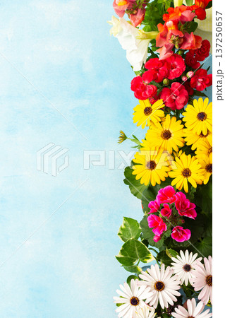 Vibrant spring flowers in various colors adorn a balcony, creating a joyful atmosphere. Seasonal blooms bring life and beauty to the outdoor space, inviting relaxation and enjoyment Vibrant spring flowers in various colors adorn a balcony, creating a joyful atmosphere. Seasonal blooms bring life and beauty to the outdoor space, inviting relaxation and enjoyment 137250657