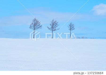 北海道大空町 冬のメルヘンの丘 冬の絶景旅行 北海道大空町 冬のメルヘンの丘 冬の絶景旅行 137250664