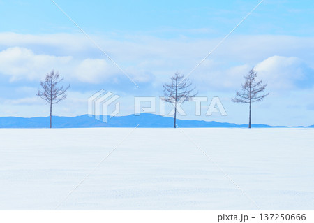 北海道大空町 冬のメルヘンの丘 冬の絶景旅行 北海道大空町 冬のメルヘンの丘 冬の絶景旅行 137250666