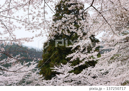 美しい景観地として人気のある大野ダム公園 美しい景観地として人気のある大野ダム公園 137250717