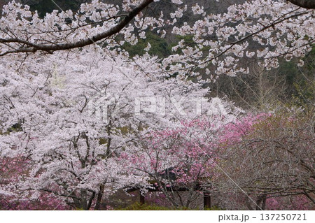 優しい幸福感をもらえる紅白の桜の花 137250721