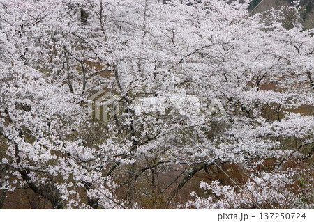 サイズの異なる花がバランスよく咲くダム公園 137250724