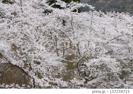 虹の湖ともよばれる大野ダム湖の桜 虹の湖ともよばれる大野ダム湖の桜 137250725