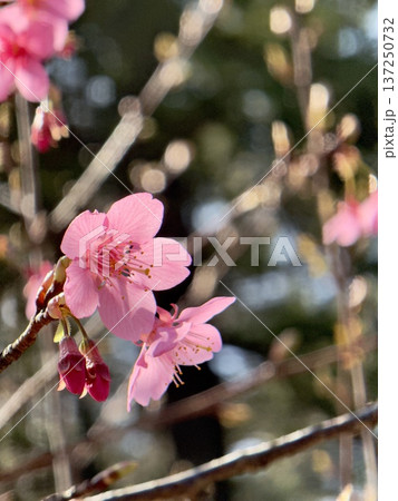 逆光に透ける寒緋桜の花びらと蕾のアップ 逆光に透ける寒緋桜の花びらと蕾のアップ 137250732