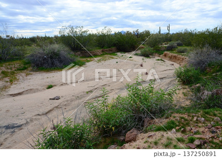 Arizona Desert Arroyo 137250891