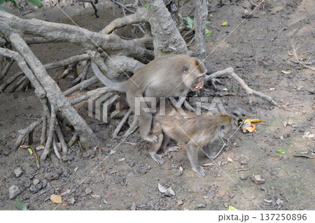 猿の交尾 137250896