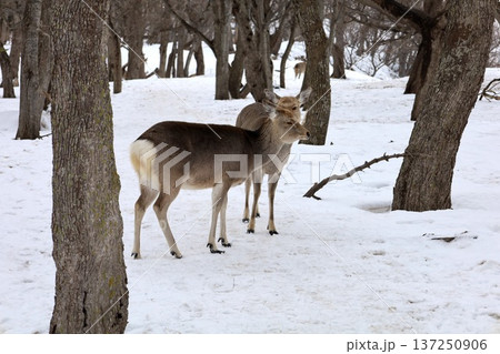 二月冬の北海道、冬景色、世界自然遺産の知床で望む冬の知床自然センターからトレッキングするフレペの滝 137250906