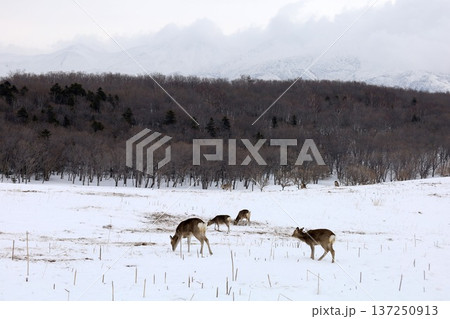 二月冬の北海道、冬景色、世界自然遺産の知床で望む冬の知床自然センターからトレッキングするフレペの滝 二月冬の北海道、冬景色、世界自然遺産の知床で望む冬の知床自然センターからトレッキングするフレペの滝 137250913