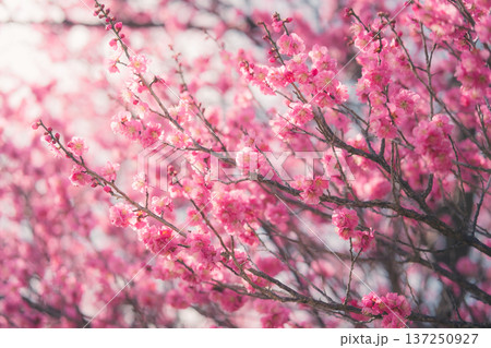 春の訪れを告げる梅の花 春の訪れを告げる梅の花 137250927
