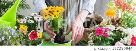 A gardener placing Osteospermum in pots with lush green background, perfect for home gardening and hobby lifestyle, spring terrace or balcony decorated with blooming flowers, banner 137250944