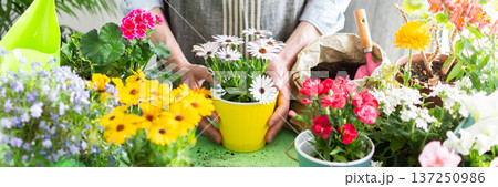 Spring terrace or balcony decorated with blooming flowers, a gardener man planting colorful Osteospermum in pots, reflecting home gardening, care and outdoor leisure, banner Spring terrace or balcony decorated with blooming flowers, a gardener man planting colorful Osteospermum in pots, reflecting home gardening, care and outdoor leisure, banner 137250986