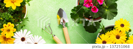 Colorful spring flowers in pots brighten a home balcony. Gardening tools are neatly arranged, ready for planting. This cheerful setup invites joy and beauty to the outdoor space, banner Colorful spring flowers in pots brighten a home balcony. Gardening tools are neatly arranged, ready for planting. This cheerful setup invites joy and beauty to the outdoor space, banner 137251068