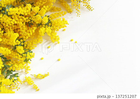 ミモザの花のフレーム 137251207
