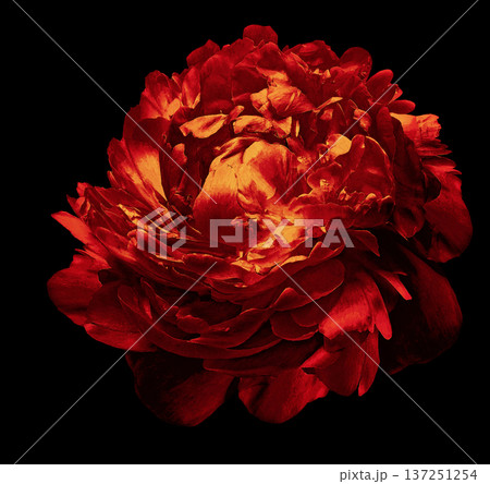 Red peony flower on the black isolated background with clipping path. Closeup. For design. Nature. Red peony flower on the black isolated background with clipping path. Closeup. For design. Nature. 137251254